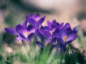 cluster of crocus blooms surrounded by green grass