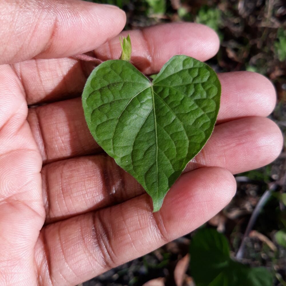 When We Gather to Heal